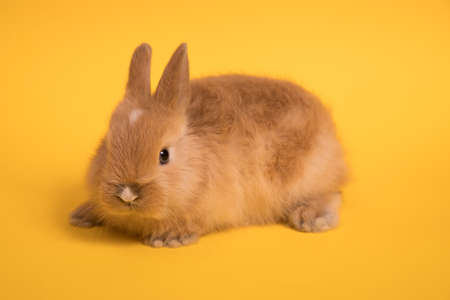 Baby cute rabbitの写真素材