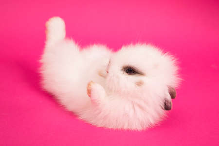 Small cute rabbit lyingの写真素材