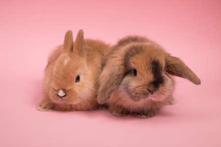 Two small rabbitsの写真素材