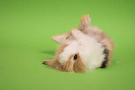 Small cute rabbit lyingの写真素材