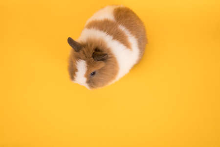 Baby cute rabbit