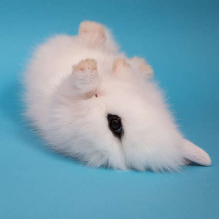 Cute little rabbit.