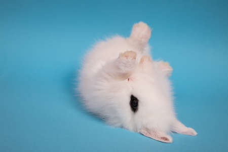 Cute little rabbit.の写真素材