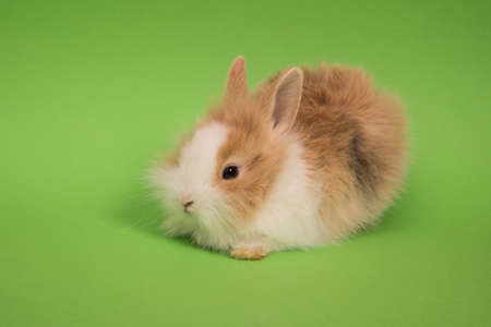 Baby cute rabbit
