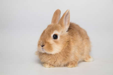 Easter bunny rabbitの写真素材