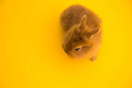 Bunny funny rabbitの写真素材