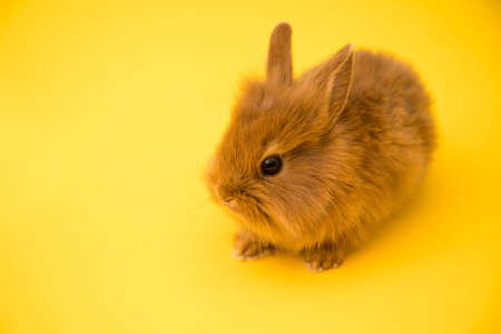 Bunny funny rabbit