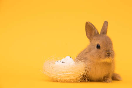 Easter bunny rabbit with eggの写真素材