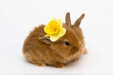 Bunny funny rabbitの写真素材