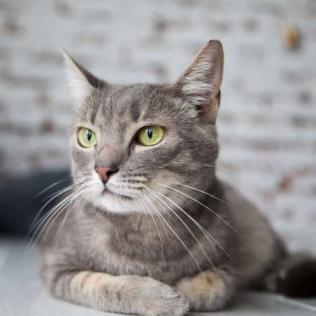 Beautiful funny cat at home.の写真素材