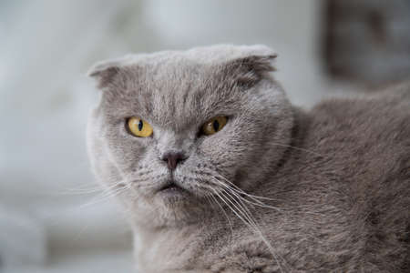 Relaxed domestic cat at home.の写真素材