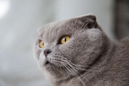Relaxed domestic cat at home.の写真素材