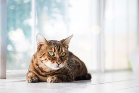 Relaxed domestic cat at home.