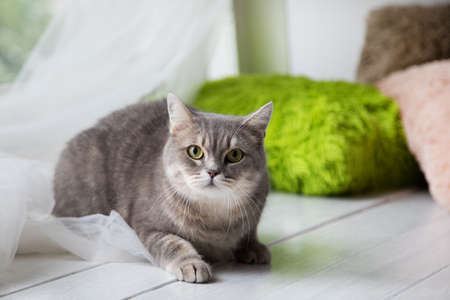 Relaxed domestic cat at home.の写真素材