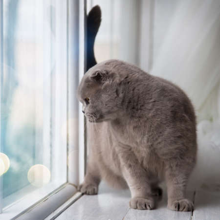 Relaxed domestic cat at home.の写真素材