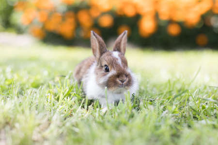 Funny little rabbit laying in the green grassの写真素材