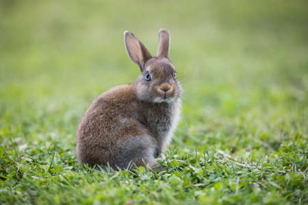 Funny little rabbit laying in the grass