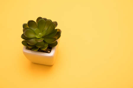 Green plants in flower pots on the yellow background.の写真素材