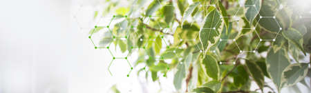 Abstract biotechnology leafs and molecular structureの写真素材