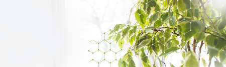 Abstract biotechnology leafs and molecular structureの写真素材