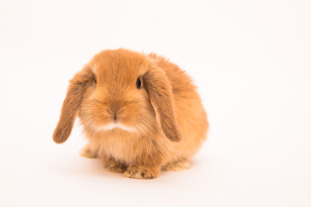 Cute bunny funny rabbit portraitの写真素材