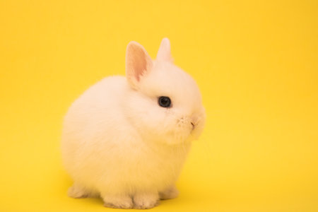 Cute bunny funny rabbit portrait