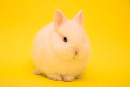 Cute bunny funny rabbit portrait