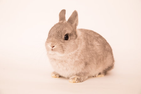 Image of a funny bunny rabbit.の写真素材