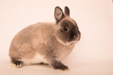 Image of a funny bunny rabbit.の写真素材