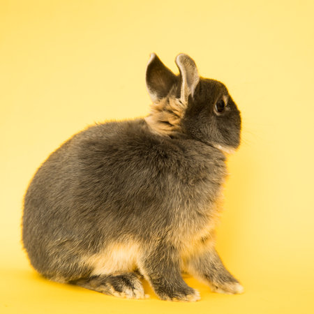 Image of a funny bunny rabbit.の写真素材