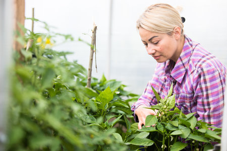 Farmer at work in greenhouse.の写真素材