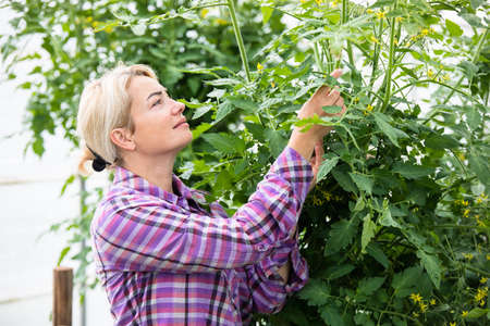 Farmer at work in greenhouse.