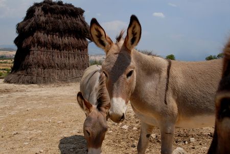 donkeys on the farm 