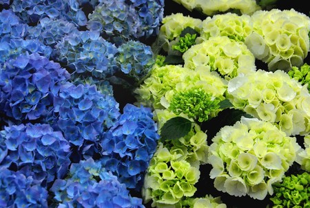 hydrangea flower at the garden の写真素材