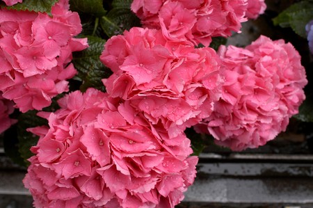 hydrangea flower at the garden                               