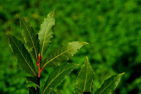 bay leaves with a green background の写真素材