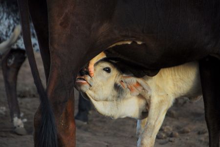 calf sucks milk from the cow の写真素材