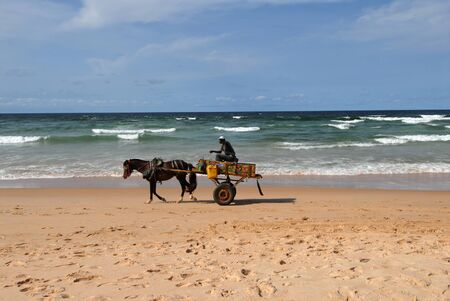 horse on the beach of Senegalの写真素材