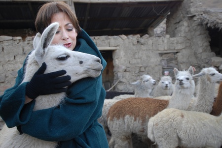 La Paz,Bolivia June 23,2006.Beatriz Canedo Patino in the farm with llamas.Is a fashion designer  president Evo Morales.Is Bolivia's best-known fashion designer.Worldwide pioneer in the design and manufacture of alpaca cloth.のeditorial素材