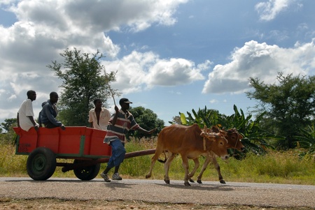 Malawi-April,2007:a cart pulled by oxen in the streets of Malawi. Oxen are also used animals to pull cartsのeditorial素材