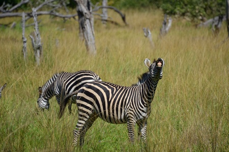 zebraの写真素材