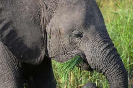 elephant in the bushの写真素材