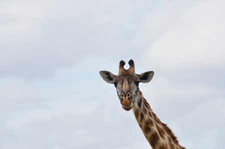cute giraffe view camera   