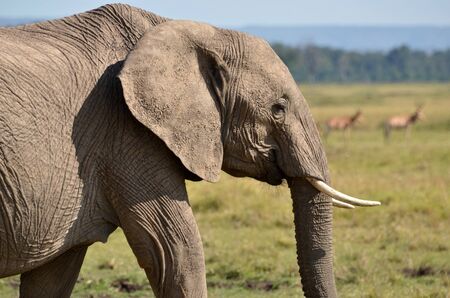 elephant alone in savanna  の写真素材