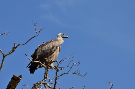 vulture on a dead branch of a tree の写真素材