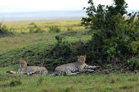 cheetahs on the savannah of the Masai Mara の写真素材