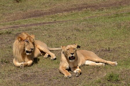 lions on the savannah of the Masai Mara   の写真素材