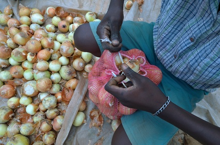 crop of onions  のeditorial素材