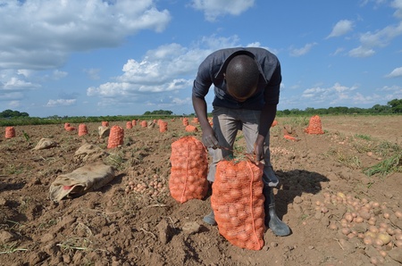 African men in a field of potatoes のeditorial素材