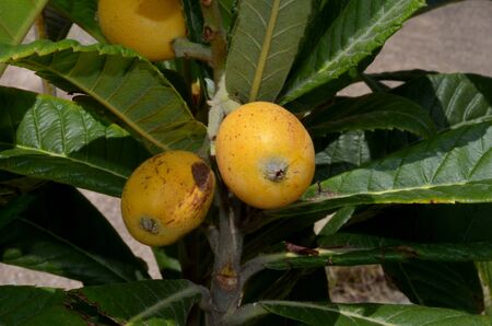 the plant of loquat bloomed   の写真素材